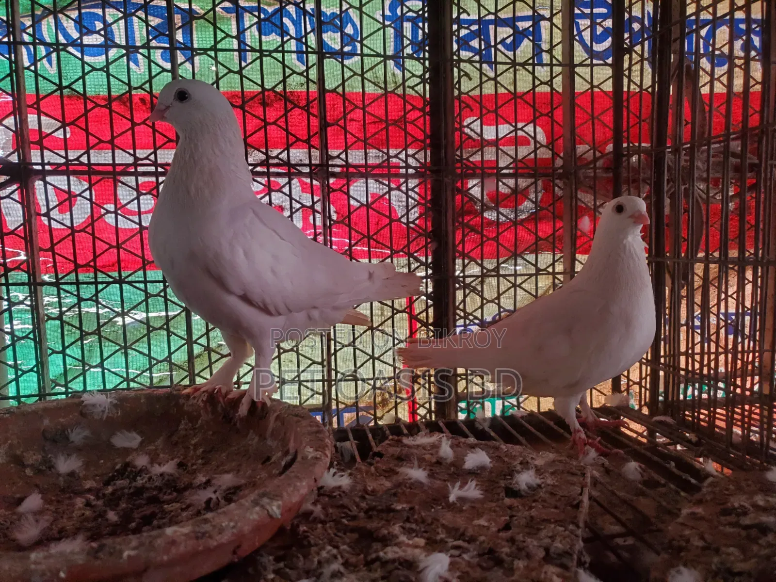 Cazzi Pigeon