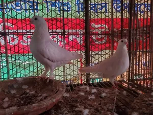 Cazzi Pigeon