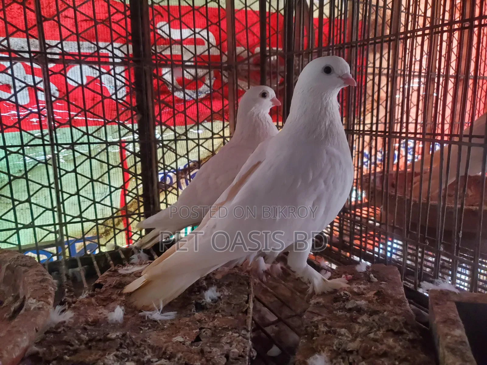 Cazzi Pigeon