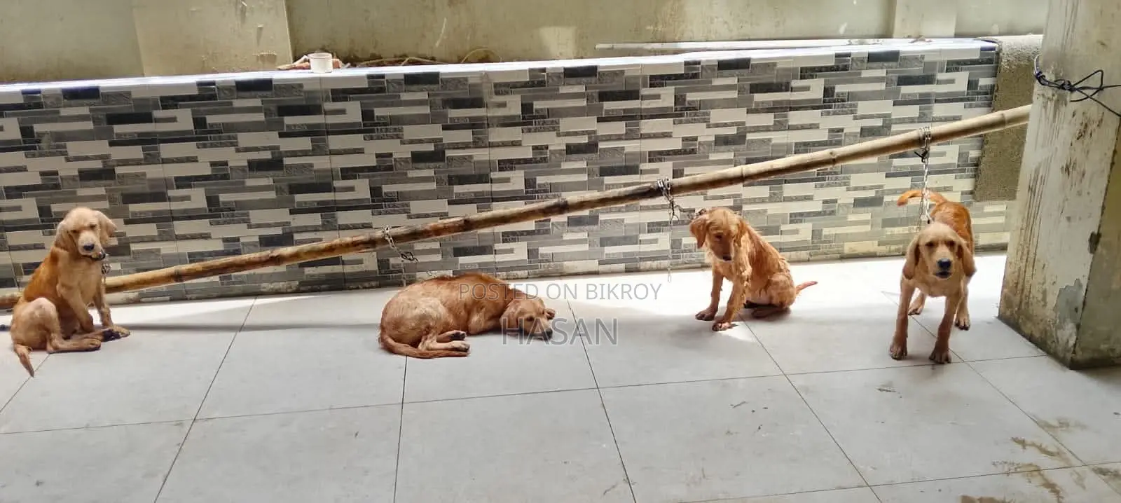 1-3 Months Male Purebred Golden Retriever