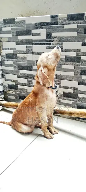 1-3 Months Male Purebred Golden Retriever