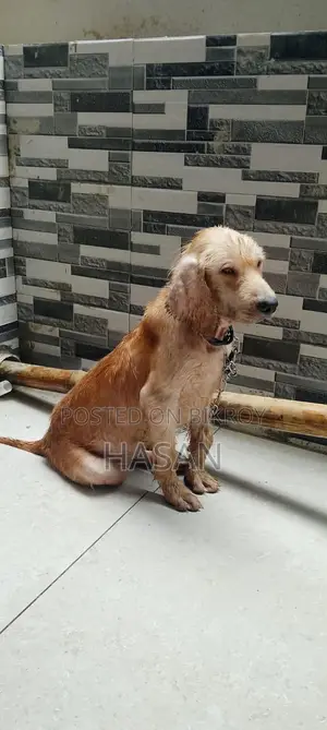 1-3 Months Male Purebred Golden Retriever