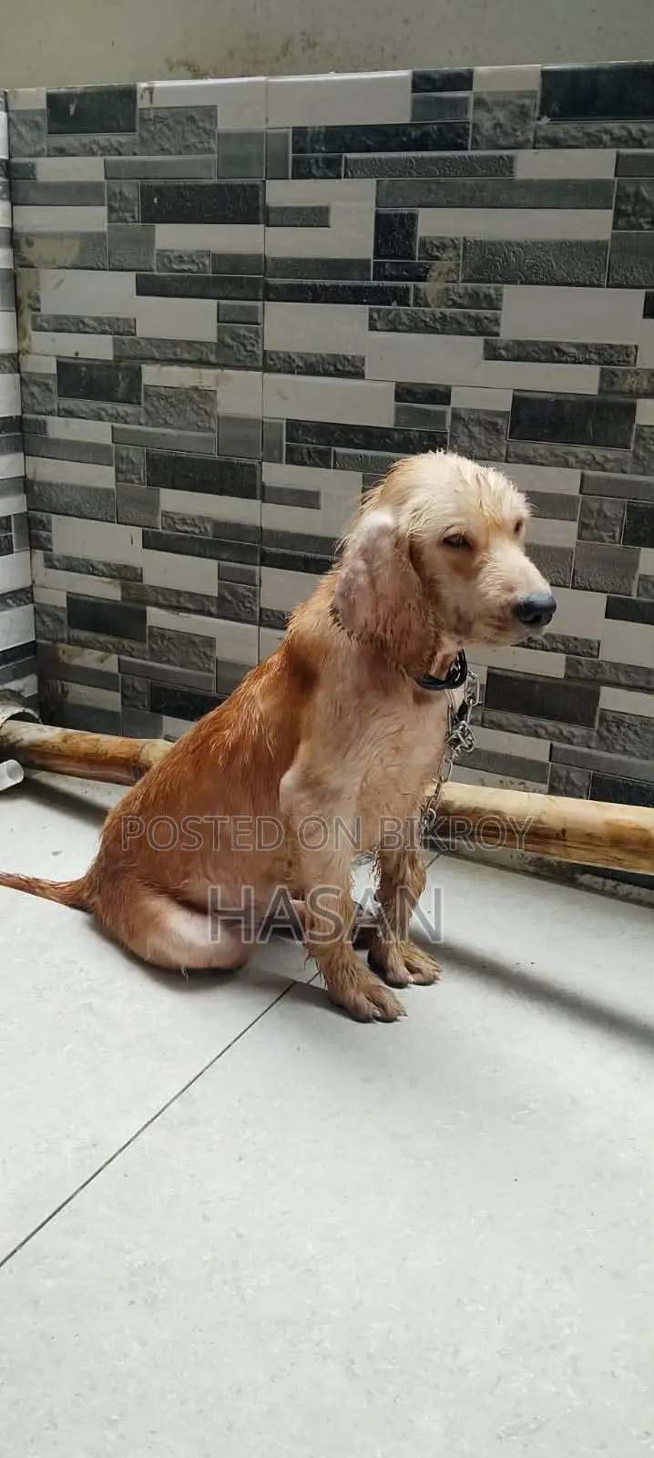 1-3 Months Male Purebred Golden Retriever