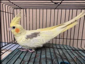 হাই মিউটেশন ককাটেল পাখি ফিমেল (হেভি পাইড)