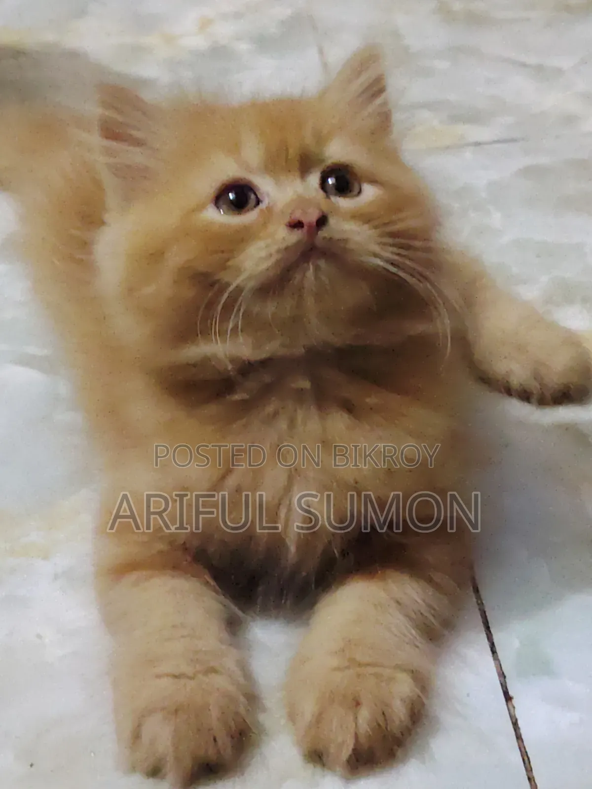 1-3 Months Female Purebred Persian