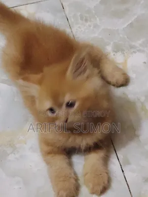 1-3 Months Female Purebred Persian