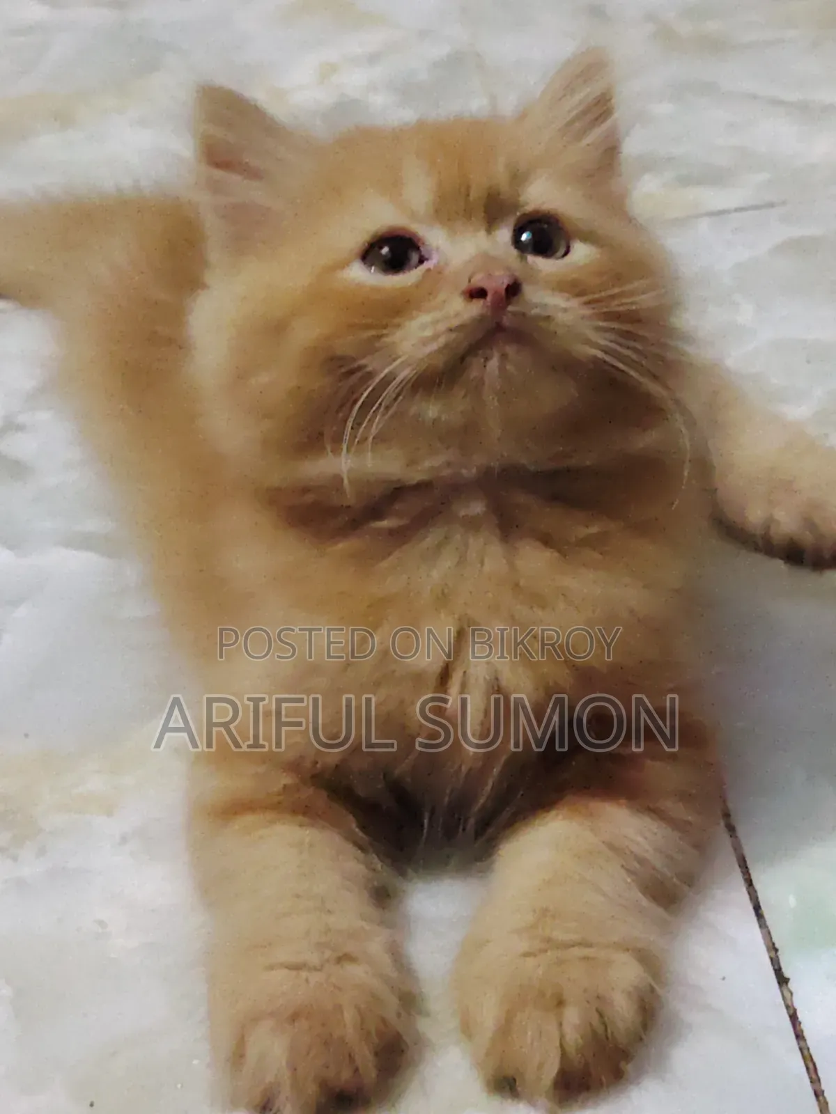 1-3 Months Female Purebred Persian