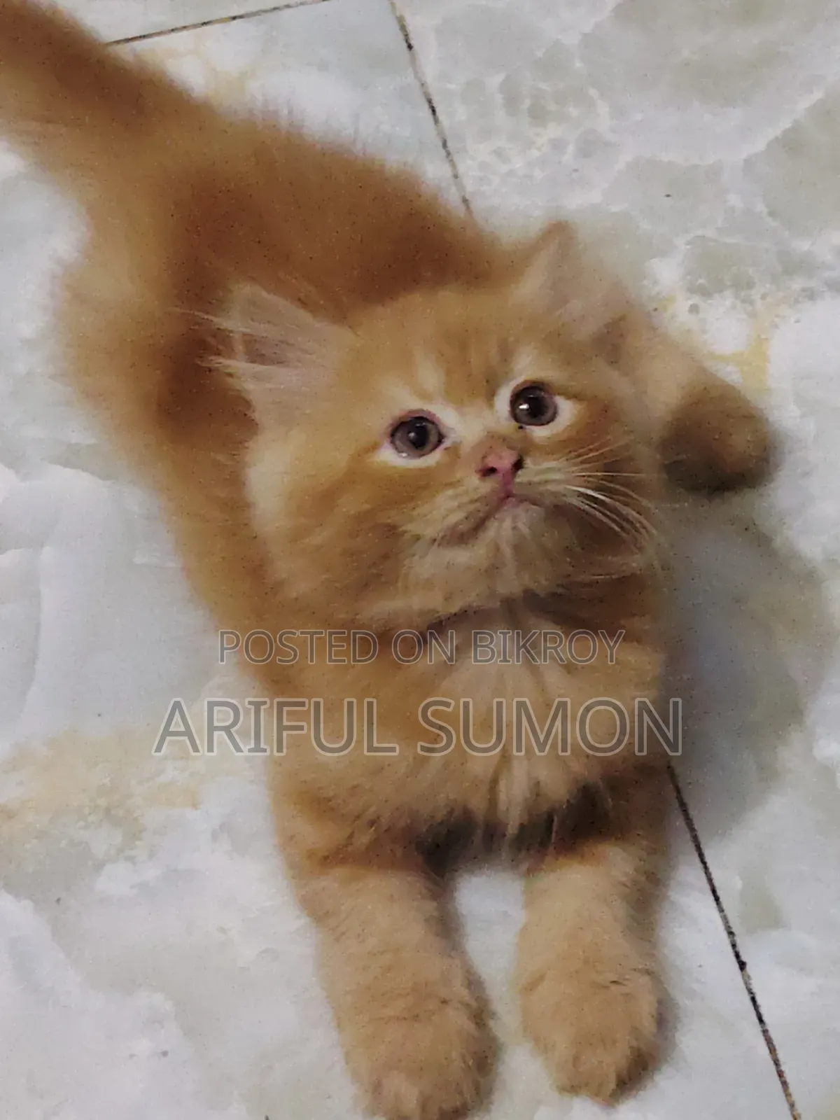 1-3 Months Female Purebred Persian