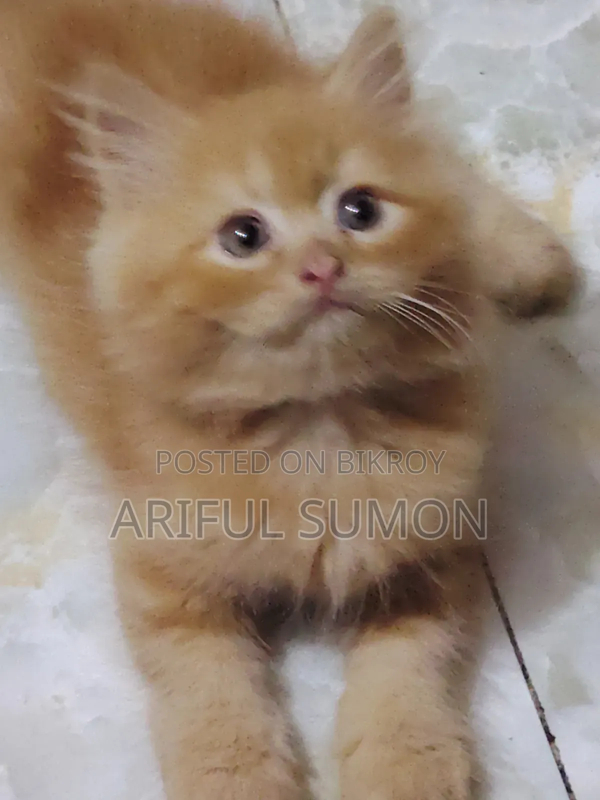 1-3 Months Female Purebred Persian