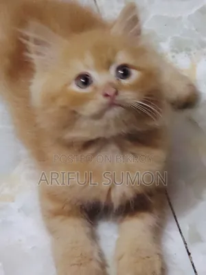 1-3 Months Female Purebred Persian