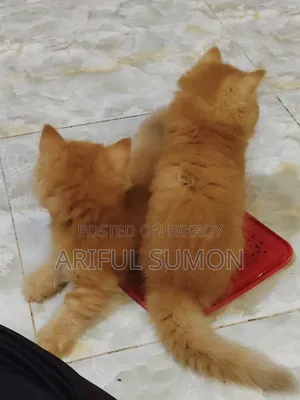 1-3 Months Male Purebred Persian
