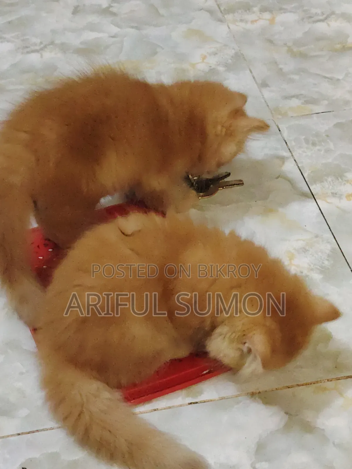 1-3 Months Male Purebred Persian