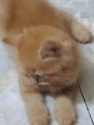 1-3 Months Male Purebred Persian