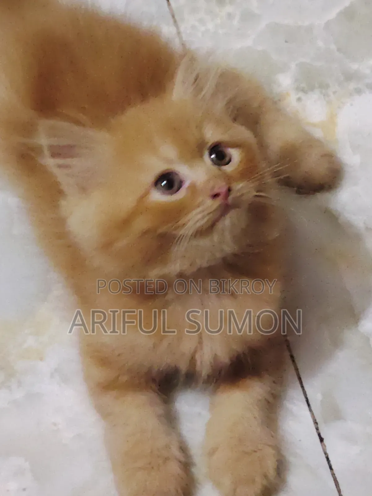 1-3 Months Male Purebred Persian