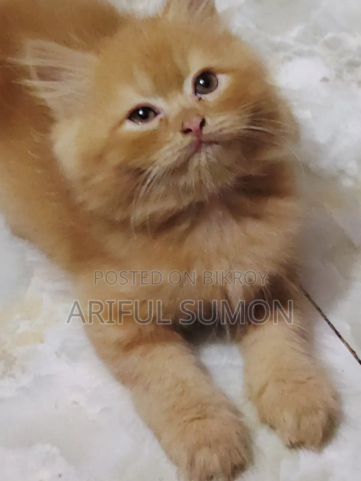 1-3 Months Male Purebred Persian