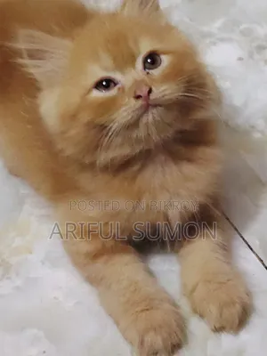 1-3 Months Male Purebred Persian