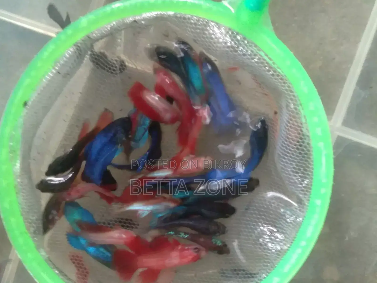 Super Blue and Red Rosetail Fighter Fish Fry