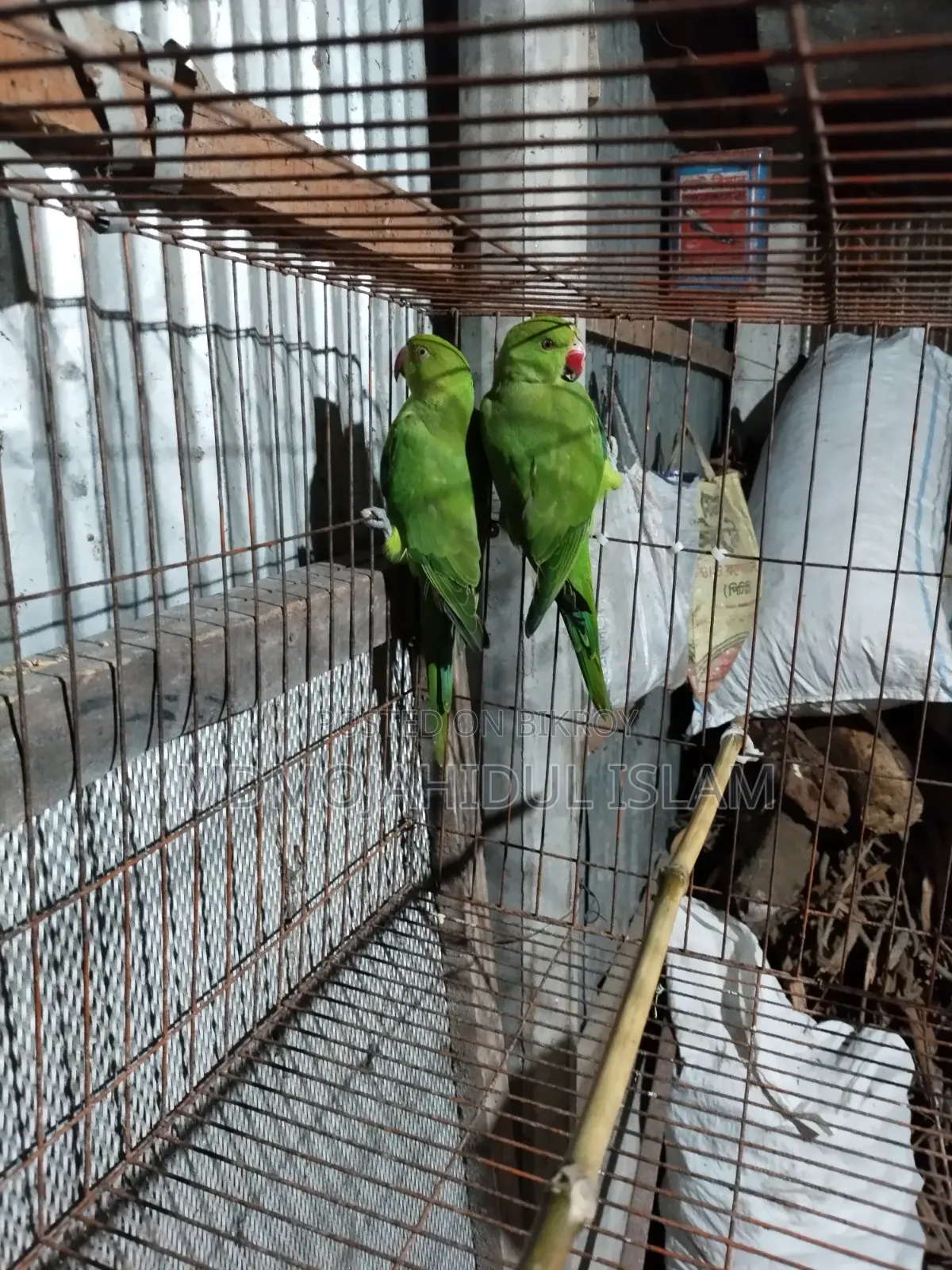 A ring-necked parakeet