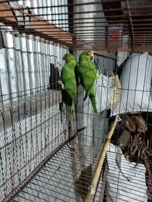 A ring-necked parakeet