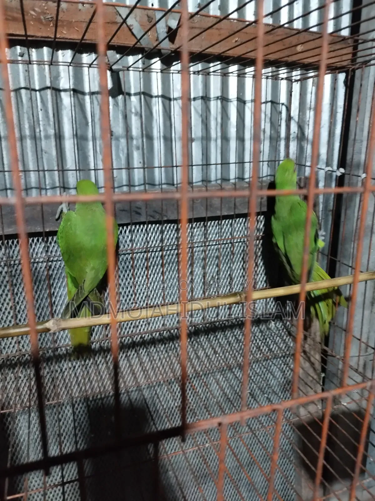 A ring-necked parakeet