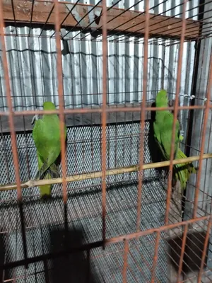 A ring-necked parakeet