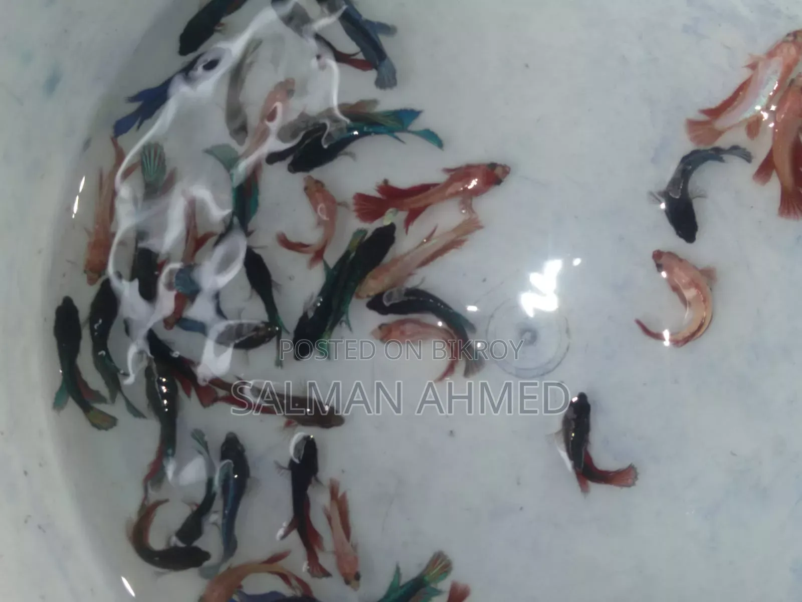 সুপার ব্লু রোস্টেল