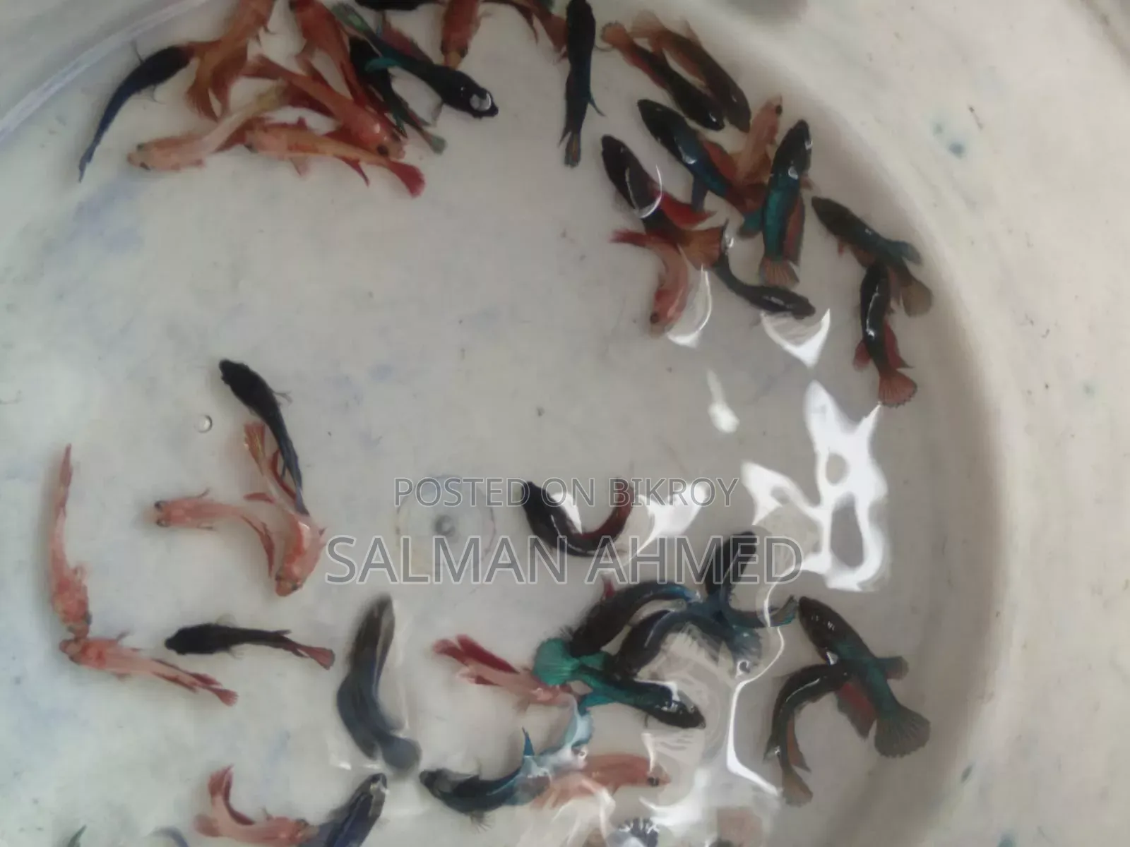 সুপার ব্লু রোস্টেল
