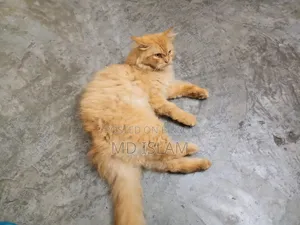 ১+ বছরের ফিমেল পিওরব্রেড পার্সিয়ান