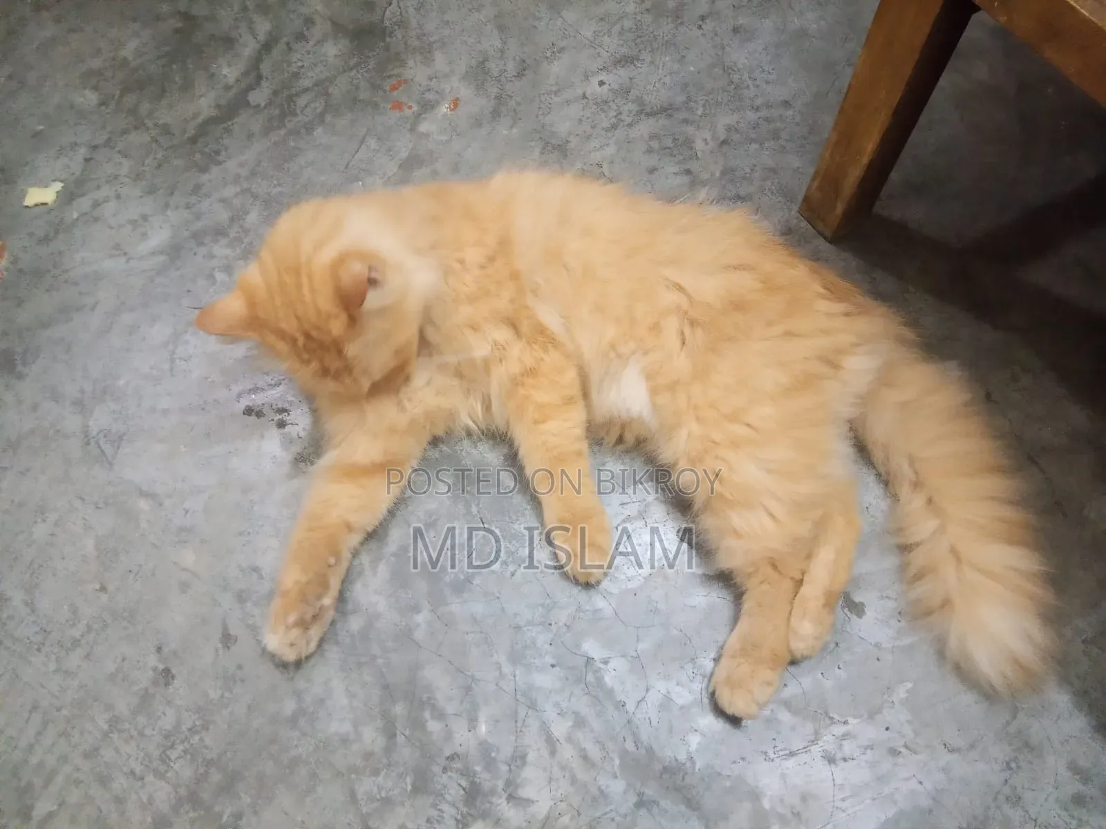 ১+ বছরের ফিমেল পিওরব্রেড পার্সিয়ান