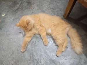 ১+ বছরের ফিমেল পিওরব্রেড পার্সিয়ান