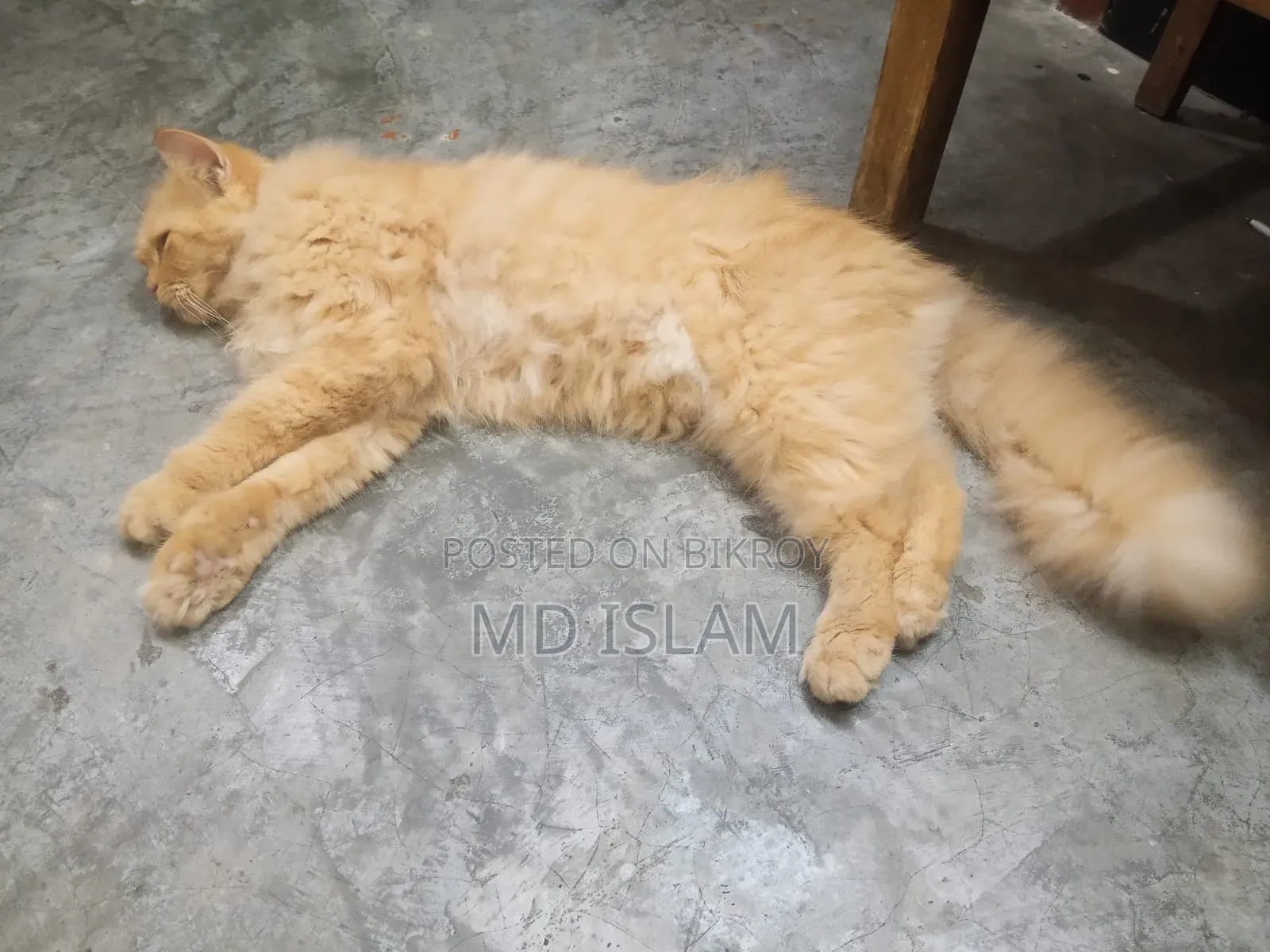 ১+ বছরের ফিমেল পিওরব্রেড পার্সিয়ান