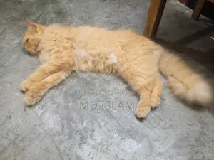 ১+ বছরের ফিমেল পিওরব্রেড পার্সিয়ান