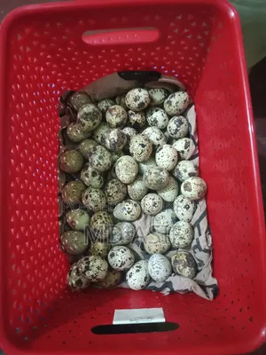 Quail breeding eggs
