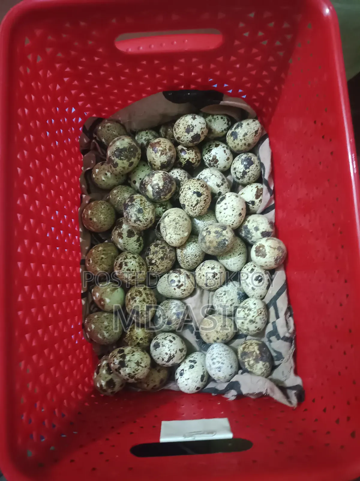 Quail breeding eggs
