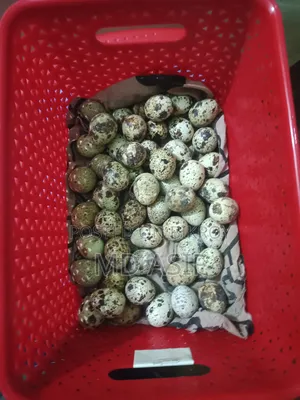 Quail breeding eggs