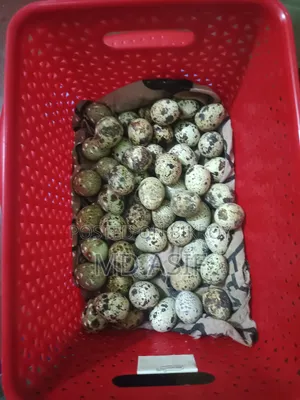 Quail breeding eggs