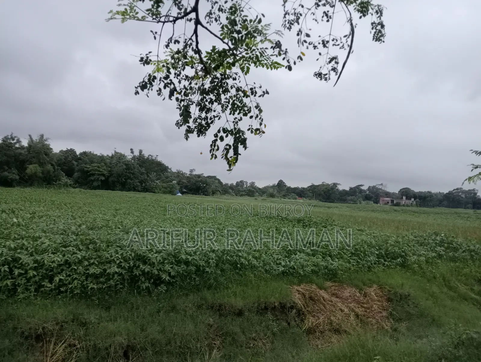 সূলভ মূল্যে কিনুন রাস্তার সাথে জমি