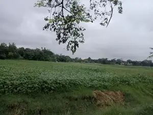 সূলভ মূল্যে কিনুন রাস্তার সাথে জমি