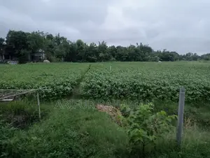 সূলভ মূল্যে কিনুন রাস্তার সাথে জমি