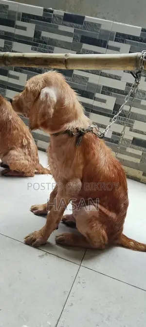 1-3 Months Male Purebred Golden Retriever