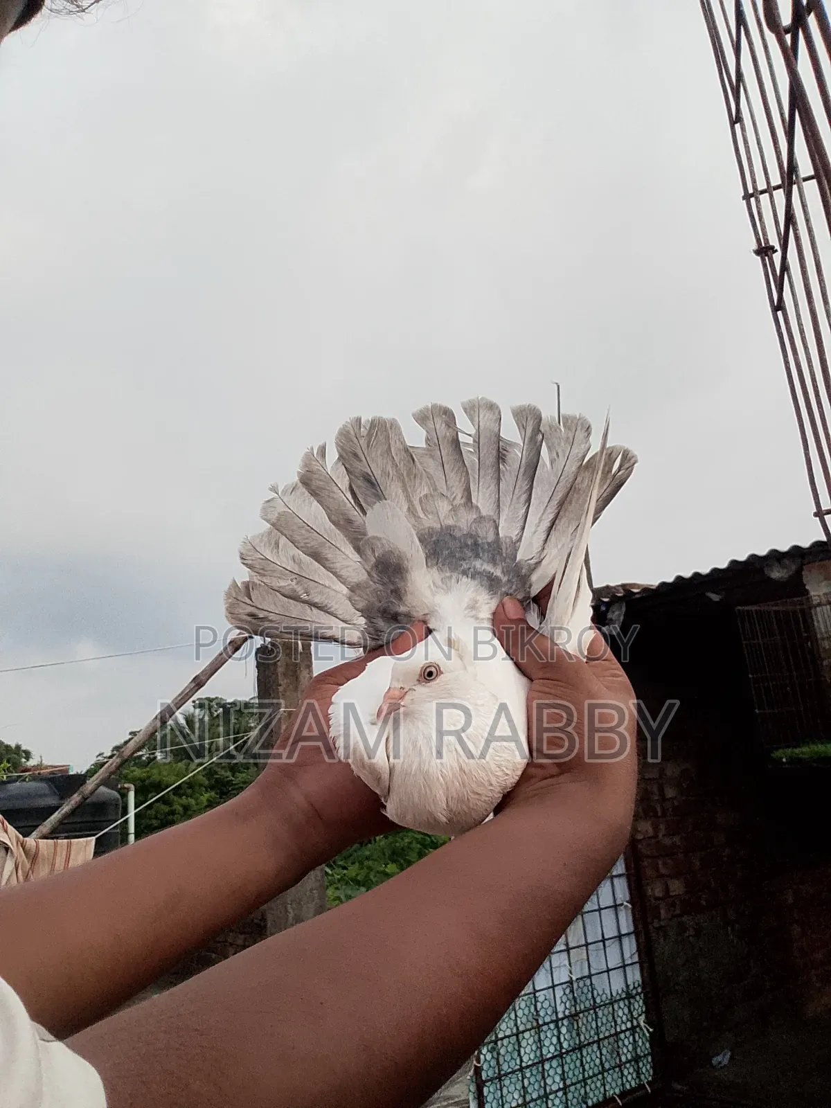 Silver Dam Female Pigeon