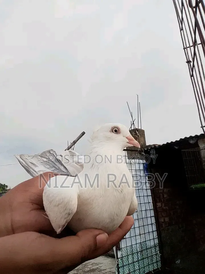 Silver Dam Female Pigeon
