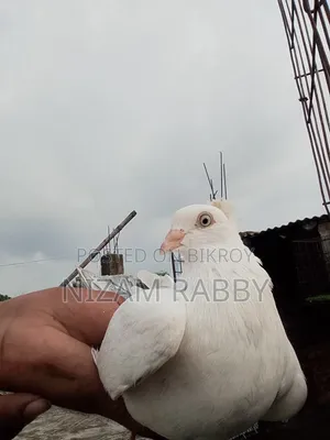 Silver Dam Female Pigeon