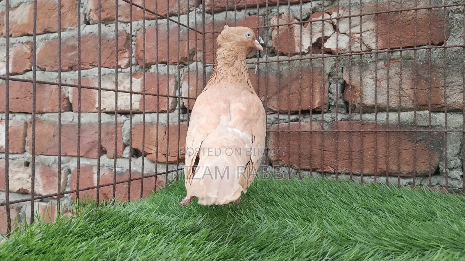 Ghiasuli Female Pigeon