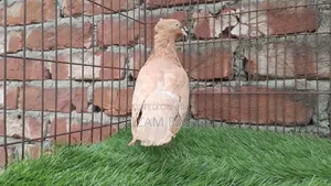 Ghiasuli Female Pigeon