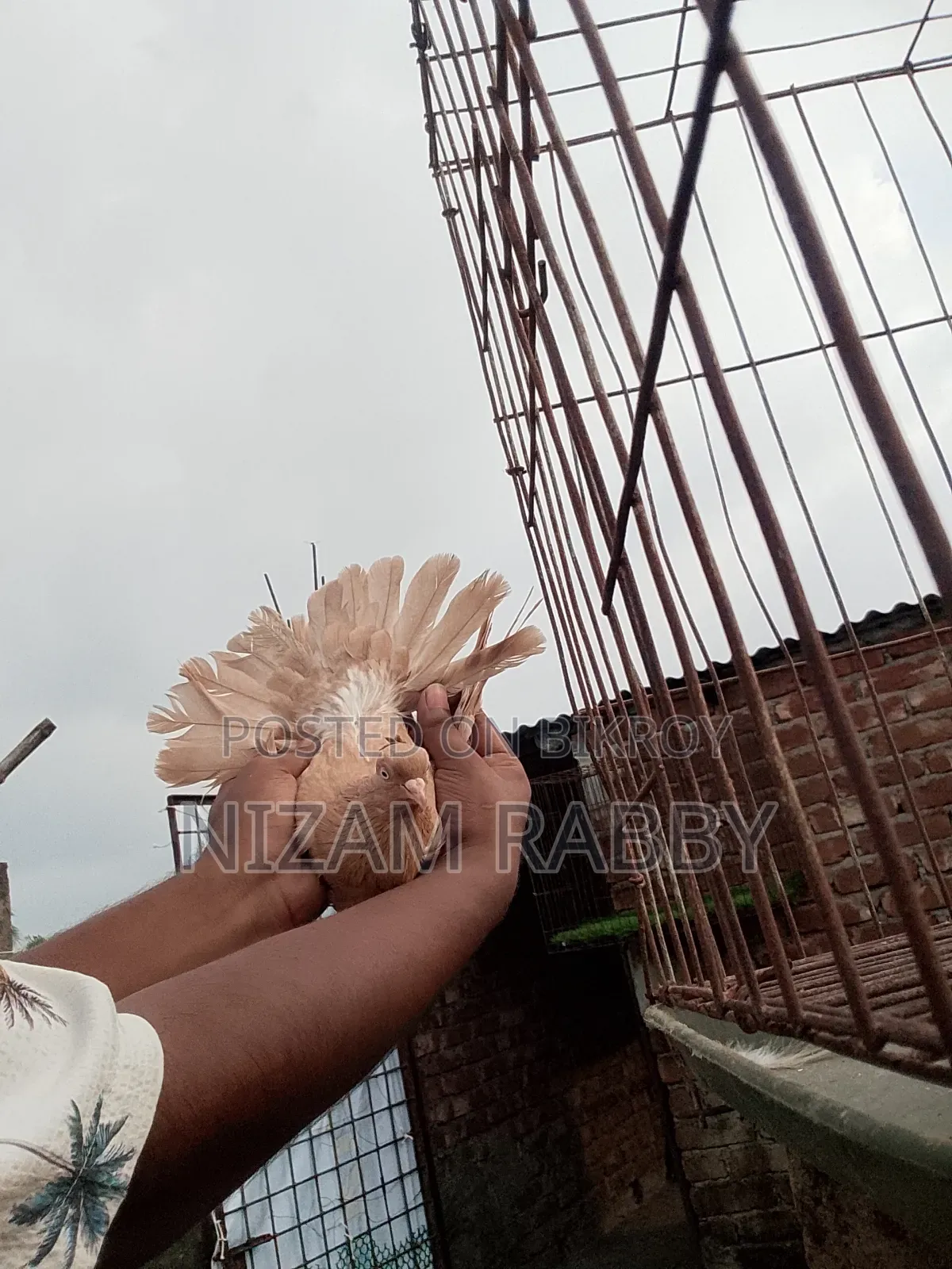 Ghiasuli Female Pigeon