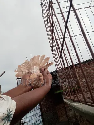 Ghiasuli Female Pigeon