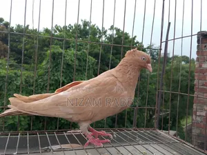 Ghiasuli Female Pigeon