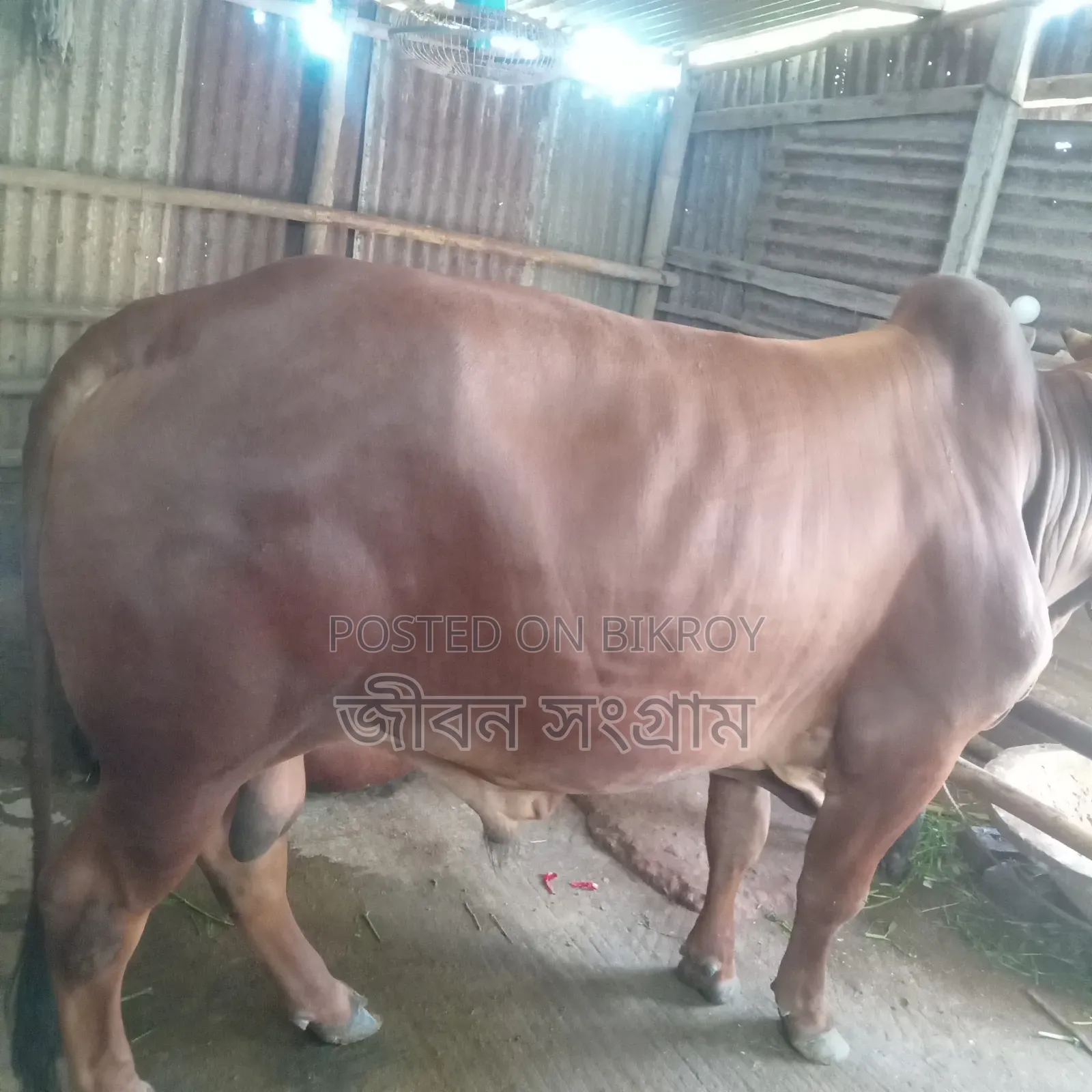 Red Bull Cow