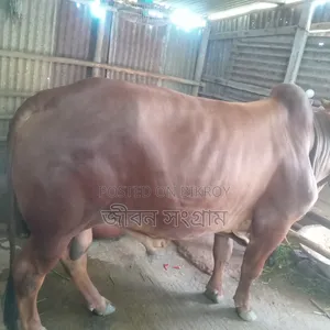 Red Bull Cow